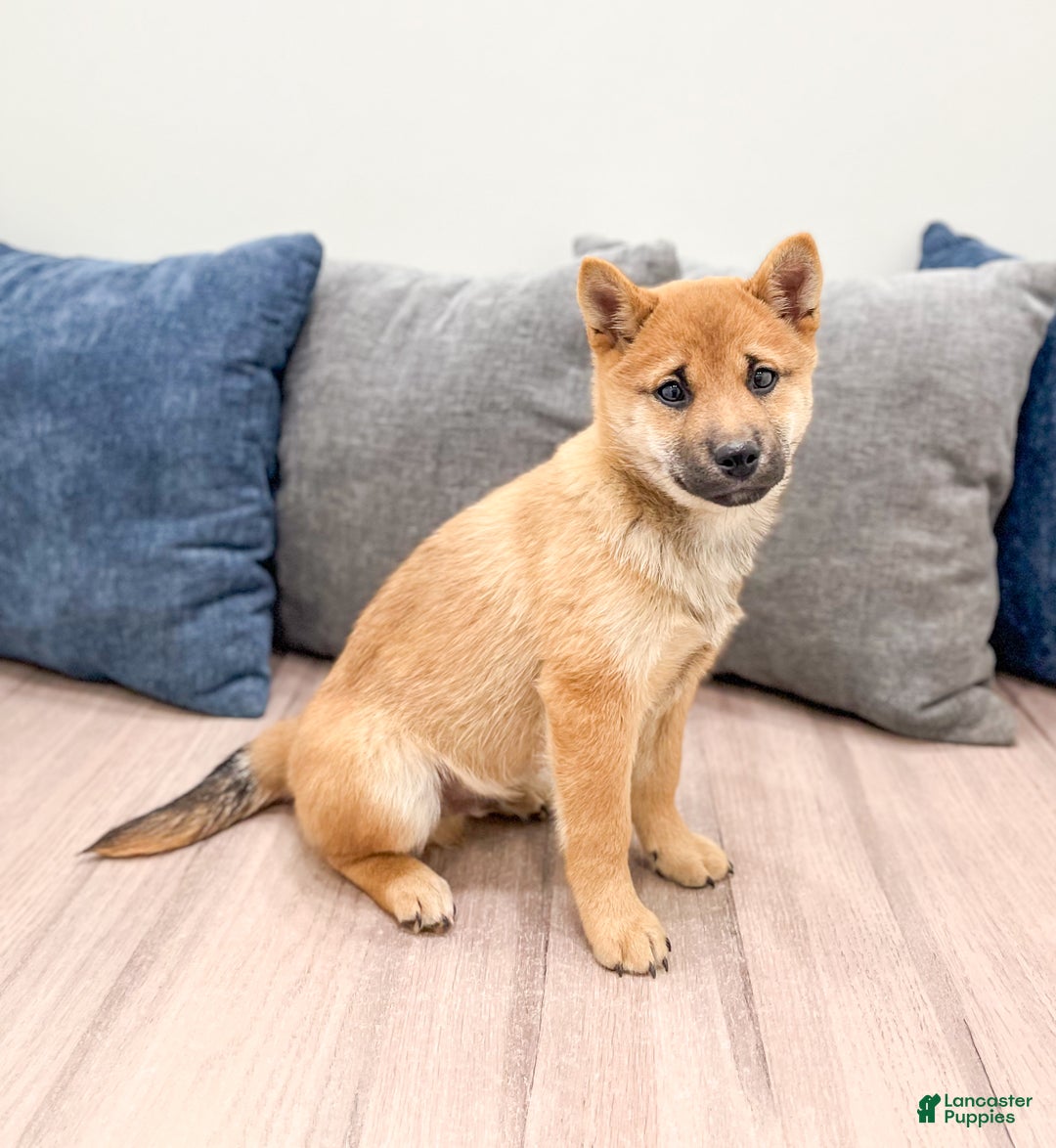 Shiba Inu dogs for sale: Lukas - Ad 3