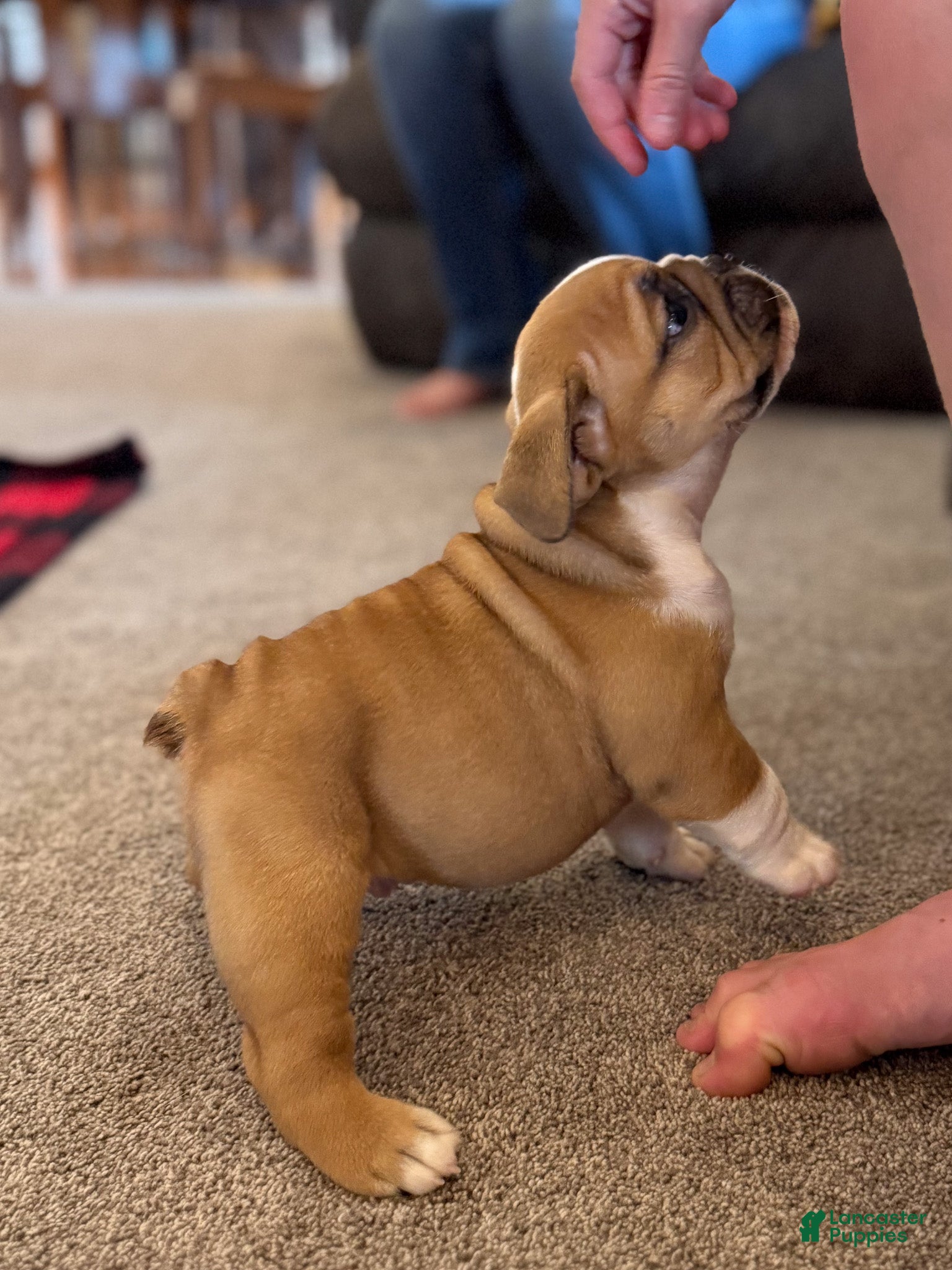 English Bulldog dogs Sarge - Ad 2