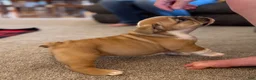 English Bulldog dogs for sale: Sarge - Ad 2