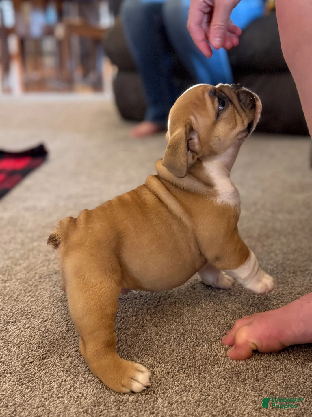 English Bulldog dogs for sale: Sarge - Ad 2