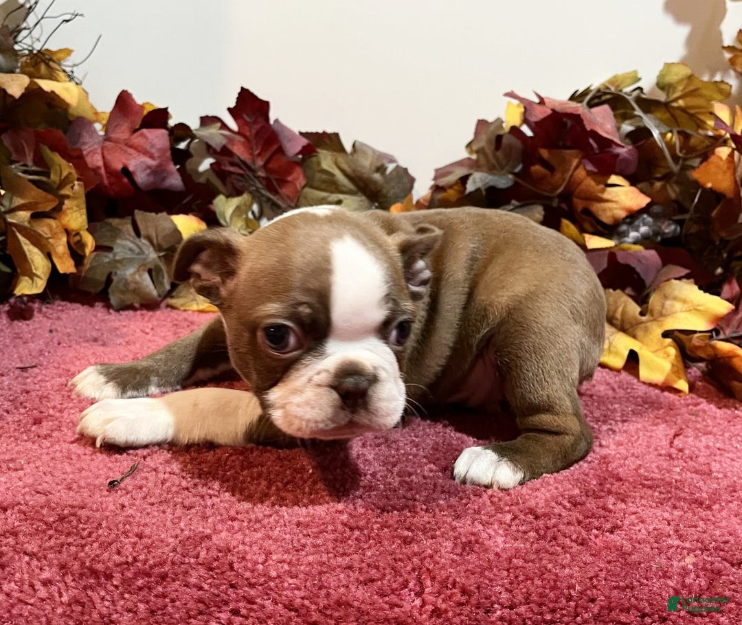 Boston Terrier dogs for sale: Duke - Ad 5