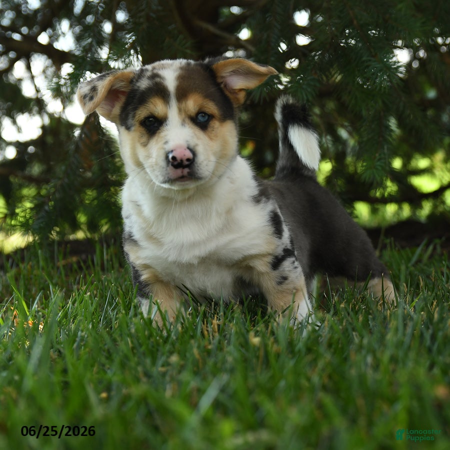 Mixed Breed dogs Alfie - Ad 1