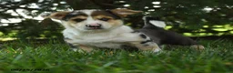 Mixed Breed dogs for sale: Alfie - Ad 1