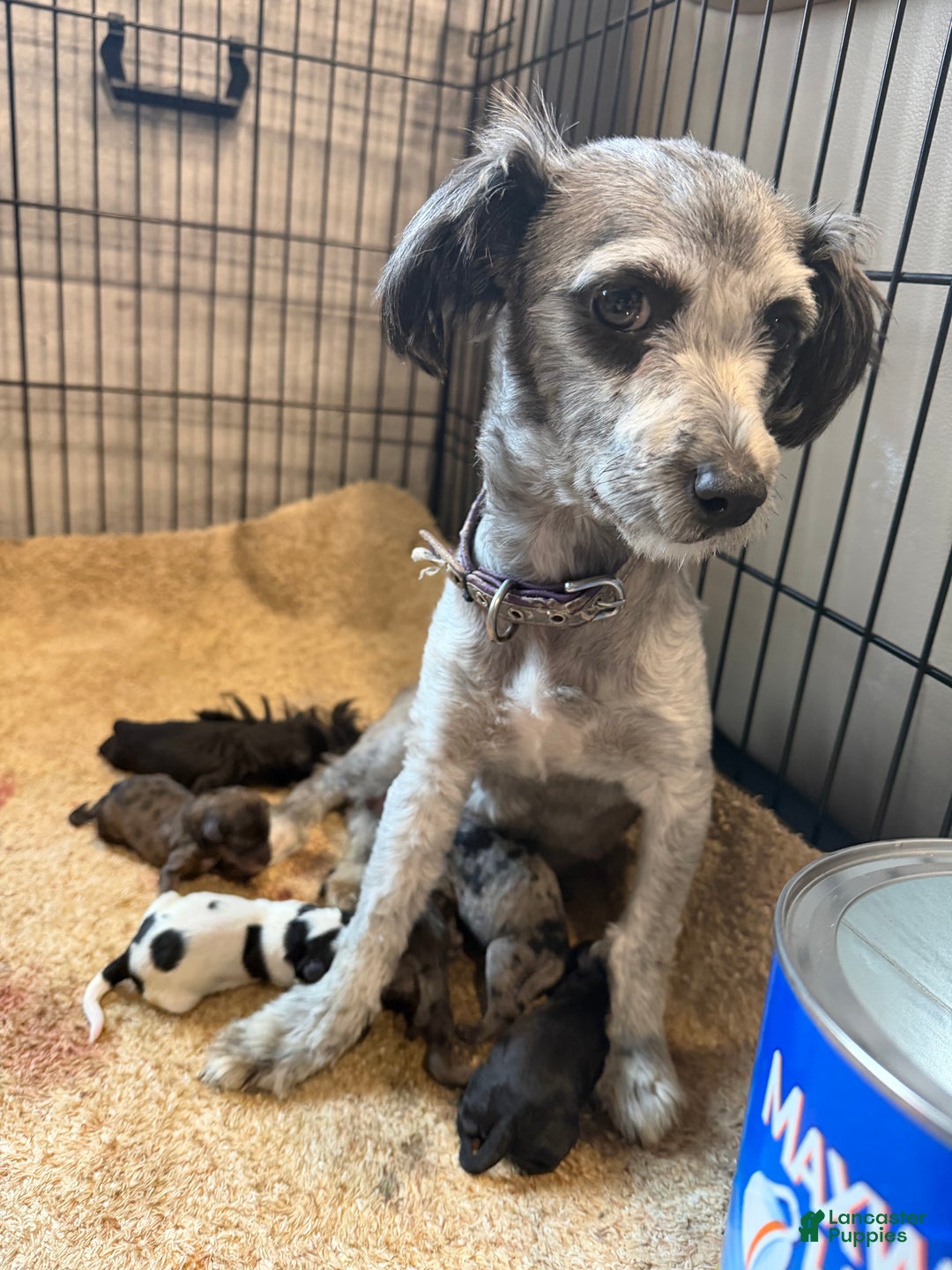 Maltipoo dogs for sale: Maltipoo Puppy 1 - Ad 2