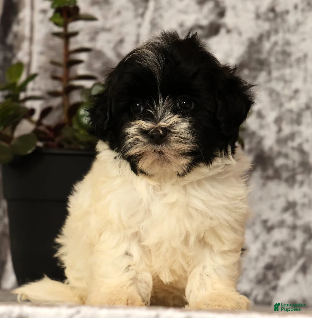 Havapoo dogs for sale: Spencer - Ad 2