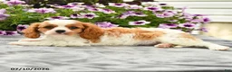 Cavalier King Charles Spaniel dogs for sale: Clarence - Ad 3