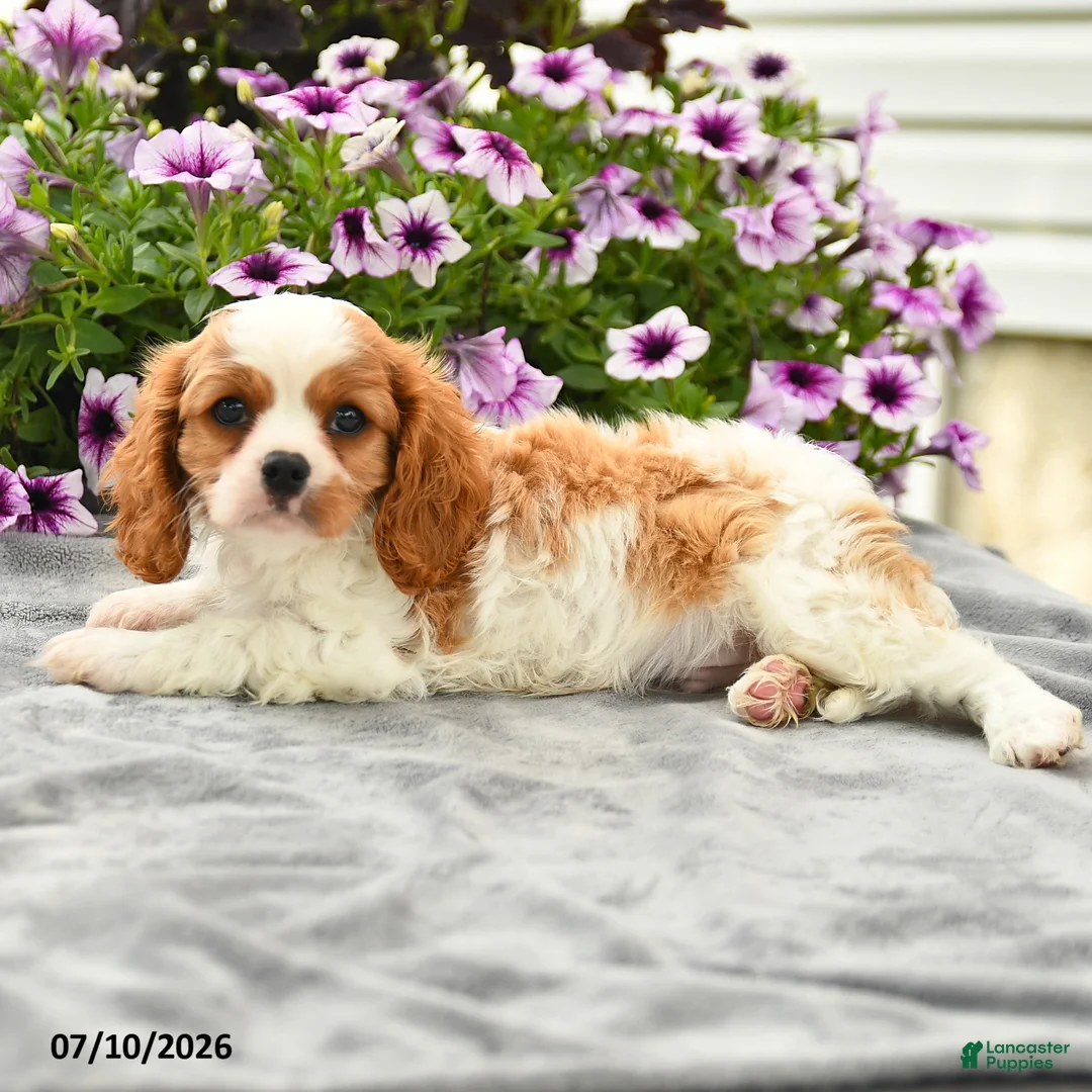 Cavalier King Charles Spaniel dogs for sale: Clarence - Ad 3