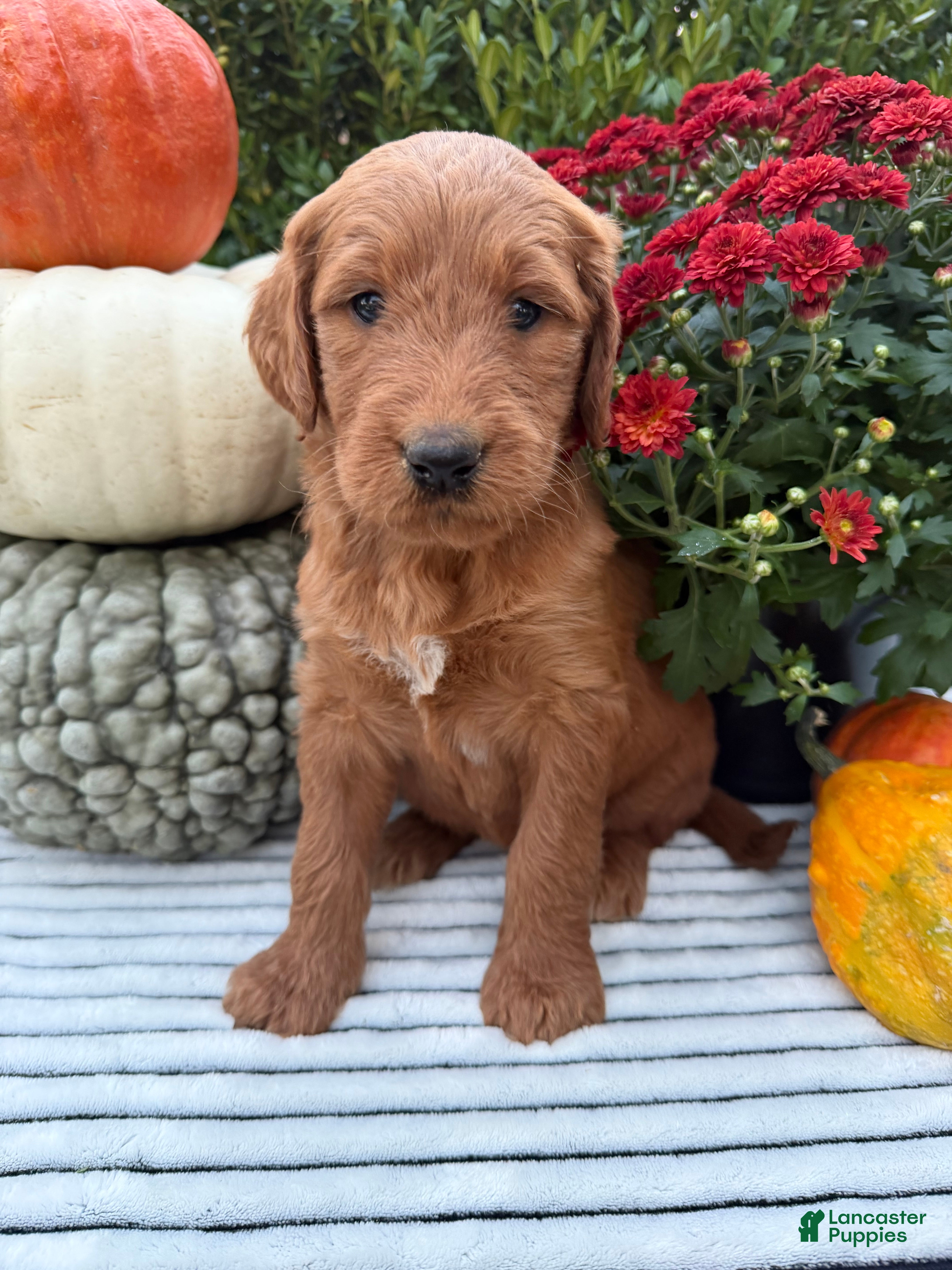Goldendoodle dogs PENNY  - Ad 2