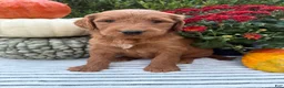 Goldendoodle dogs for sale: PENNY  - Ad 2