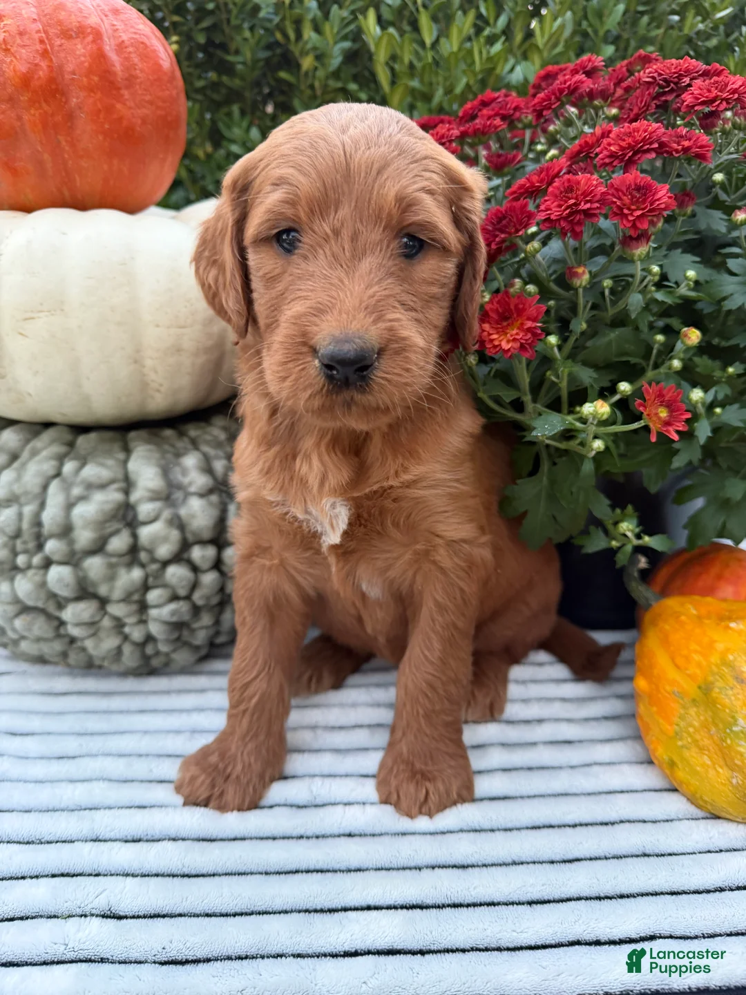 Goldendoodle dogs for sale: PENNY  - Ad 2