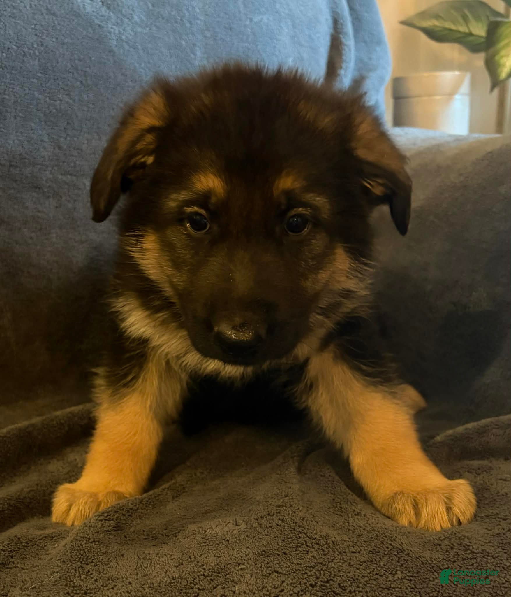 German Shepherd dogs German Shepherd Puppy 2 - Ad 30