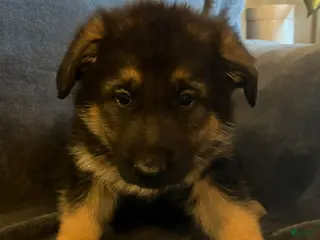 German Shepherd dogs German Shepherd Puppy 2 - Ad 30