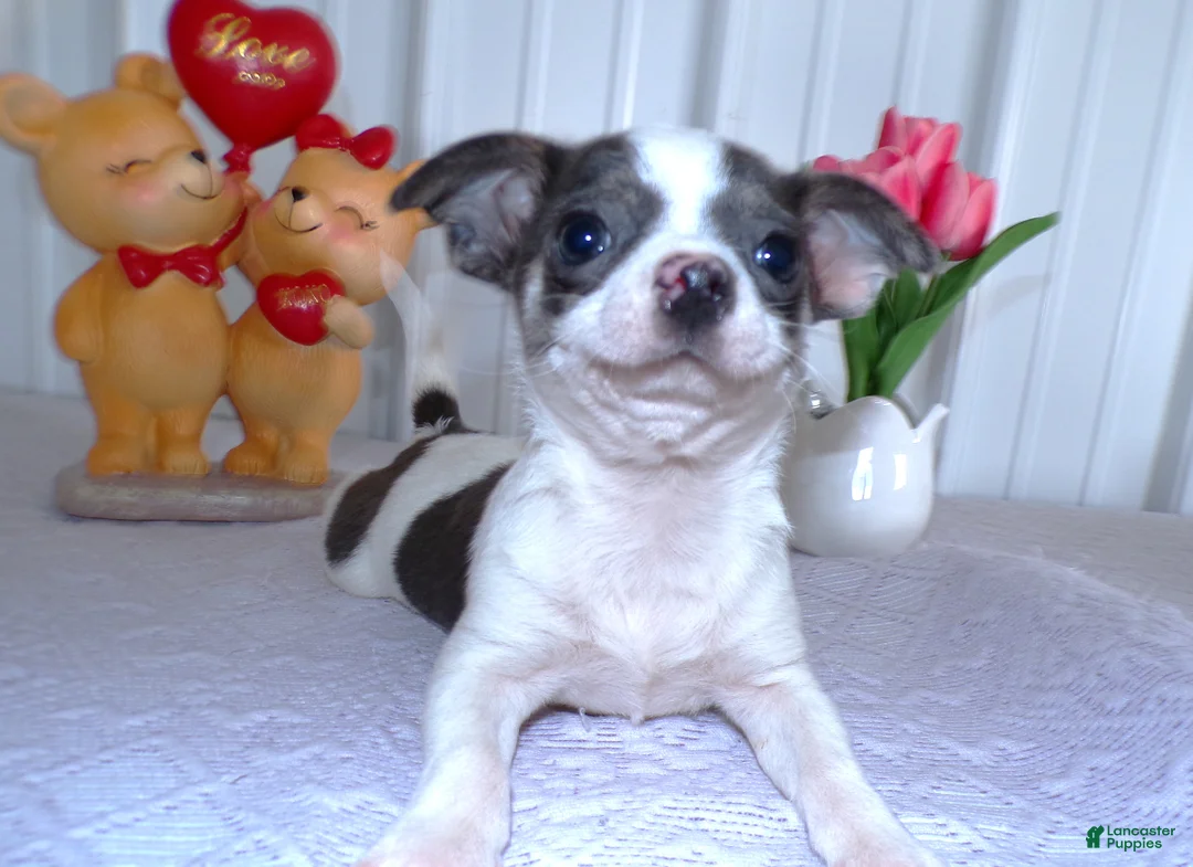 Chihuahua dogs for sale: Chihuahua Puppy 2  - Ad 4