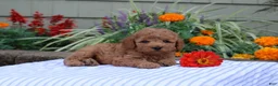 Miniature Poodle dogs for sale: Hank  - Ad 3