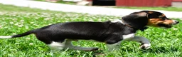 Beagle dogs for sale: Valen - Ad 9