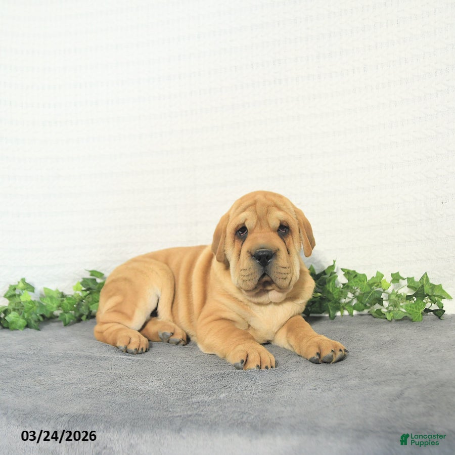 Mini Hippo dogs Jake - Ad 2