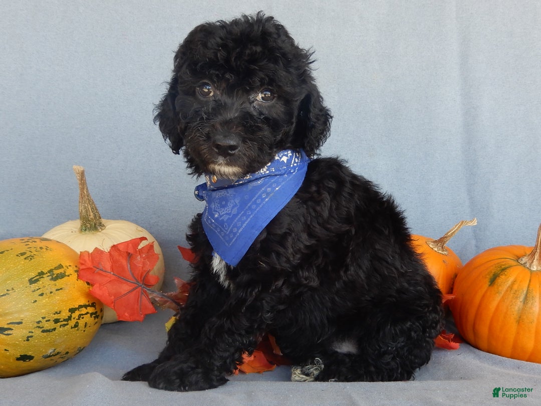 Sheepadoodle dogs for sale: Panda (medium) - Ad 32