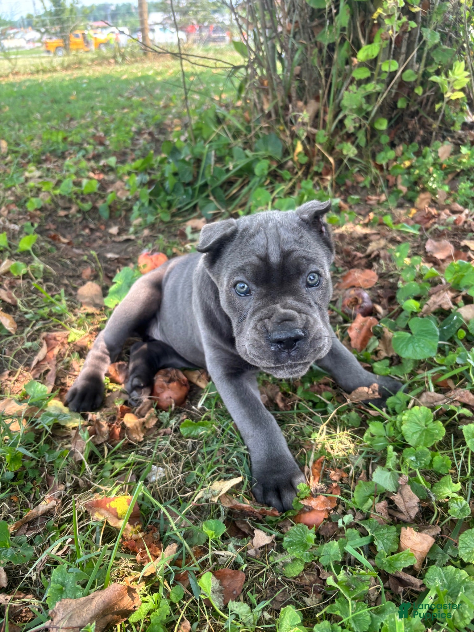 Cane Corso dogs Rianna - Ad 2