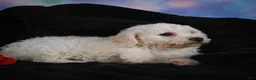 Bichon Frise dogs for sale: Jimmy - Ad 11