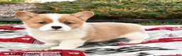 Welsh Corgi Pembroke dogs for sale: Archie - Ad 1
