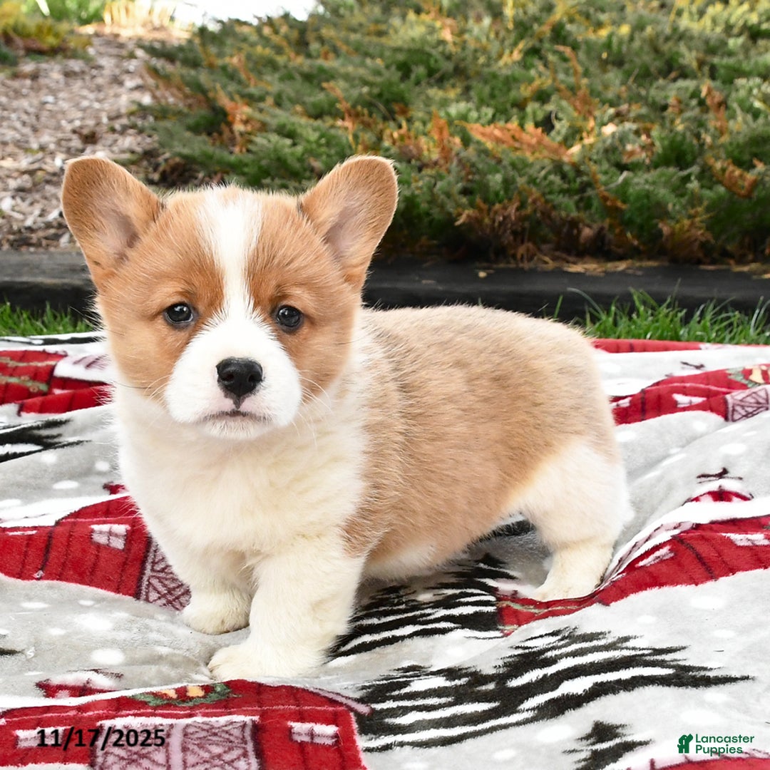 Welsh Corgi Pembroke dogs for sale: Archie - Ad 1