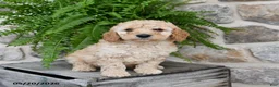 Mini Goldendoodle dogs for sale: Cooper - Ad 4