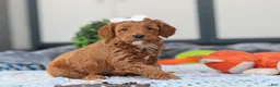 Mini Goldendoodle dogs for sale: Norma - Ad 2