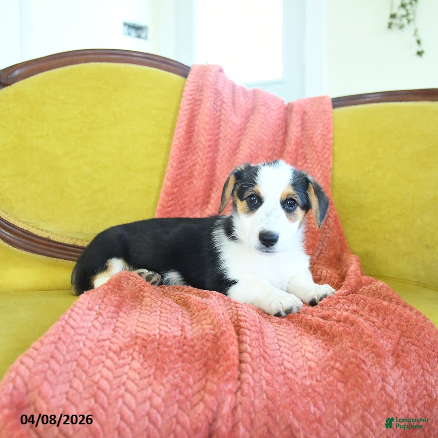 Welsh Corgi Pembroke dogs Tiffany - Ad 1