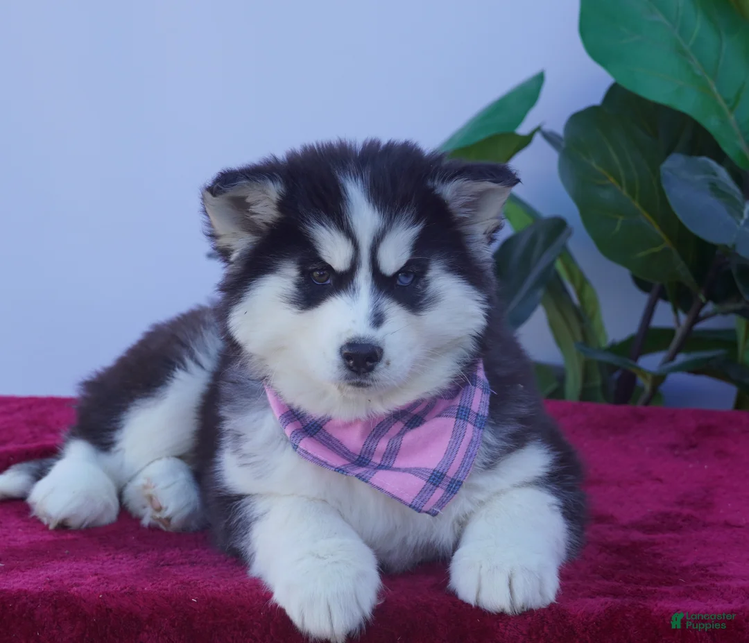Siberian Husky dogs for sale: Luna - Ad 4