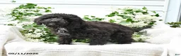 Cavapoo dogs for sale: Kenny - Ad 4