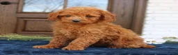 Mini Goldendoodle dogs for sale: George  - Ad 3