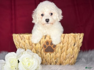 Bichon Frise dogs Betsy - Ad 8