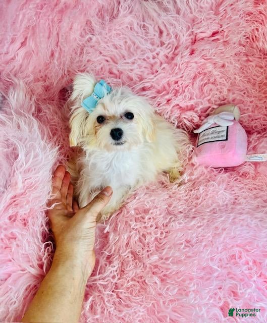 Maltipoo dogs Maltipoo Puppy 1 - Ad 5