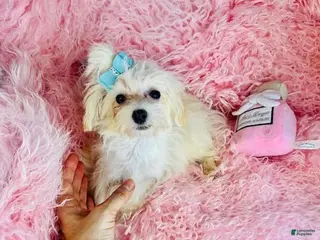 Maltipoo dogs Maltipoo Puppy 1 - Ad 5