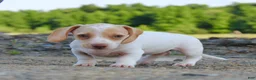 Miniature Dachshund dogs for sale: Aspen - Ad 3