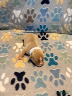 American Bully dogs for sale: FEMALE WHITE COLLAR - Ad 2