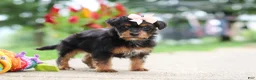 Yorkiepoo dogs for sale: Riot - Ad 5