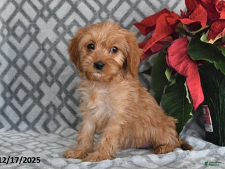 Cavapoo dogs Sadie - Ad 27