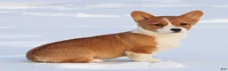Welsh Corgi Pembroke dogs for sale: Karina Welsh Corgi Pembroke - Ad 11