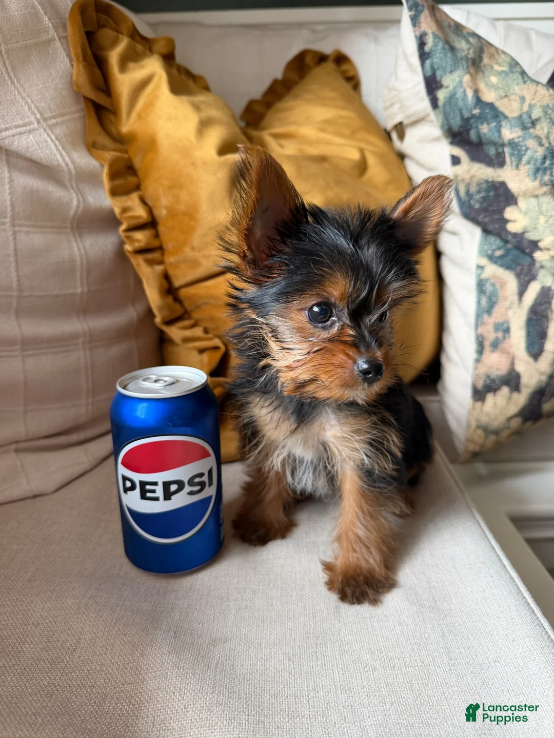 Yorkshire Terrier dogs for sale: Toy Yorkshire Terrier - Ad 6