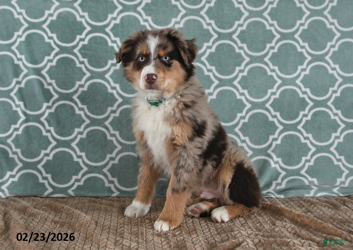 Australian Shepherd dogs Miles - Ad 1