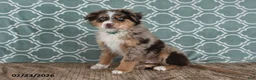 Australian Shepherd dogs for sale: Miles - Ad 1