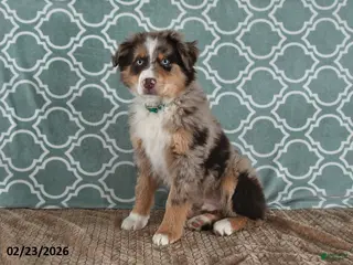 Australian Shepherd dogs for sale: Miles - Ad 1