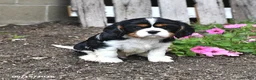 Cavalier King Charles Spaniel dogs for sale: Chester - Ad 2