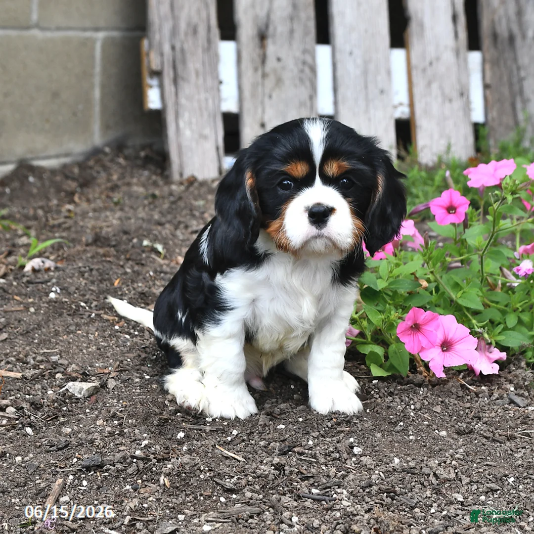 Cavalier King Charles Spaniel dogs for sale: Chester - Ad 2