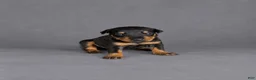Doberman Pinscher dogs for sale: Olenna - Ad 2