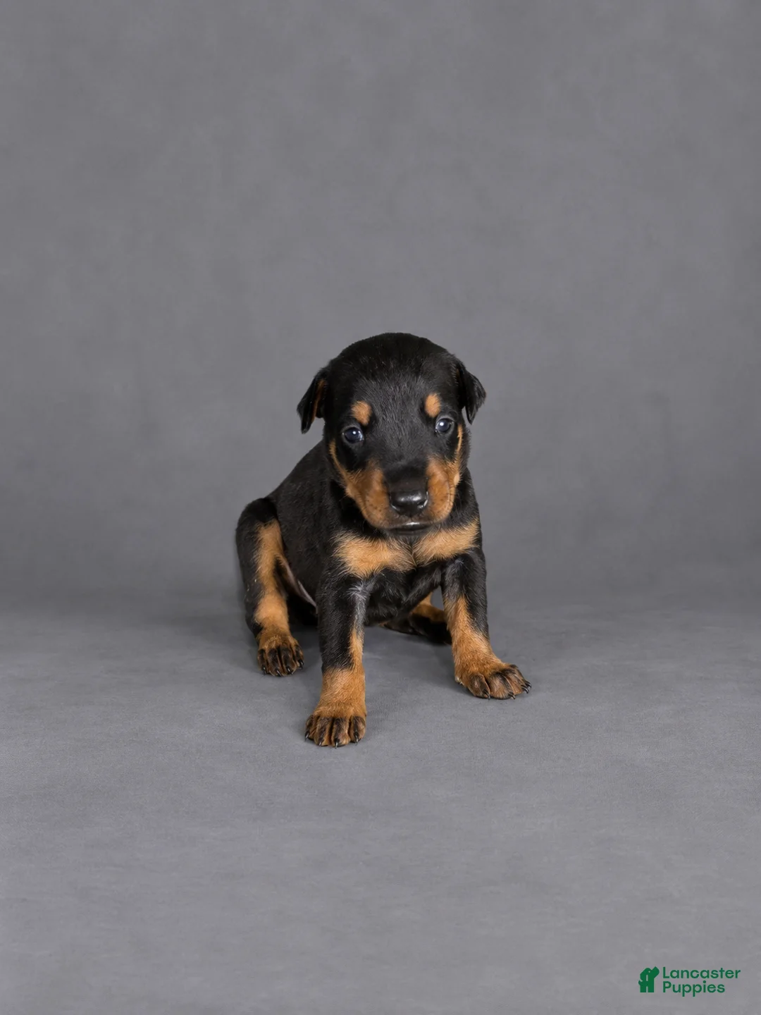 Doberman Pinscher dogs for sale: Olenna - Ad 2