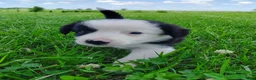 Border Collie dogs for sale: Skipper  - Ad 2