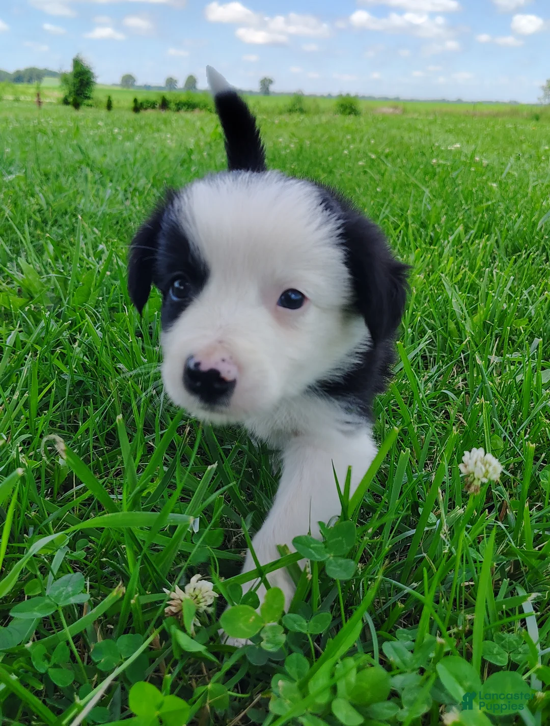Border Collie dogs for sale: Skipper  - Ad 2