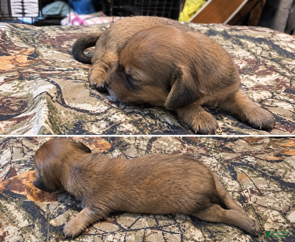 Miniature Dachshund dogs for sale: Bonita  - Ad 2